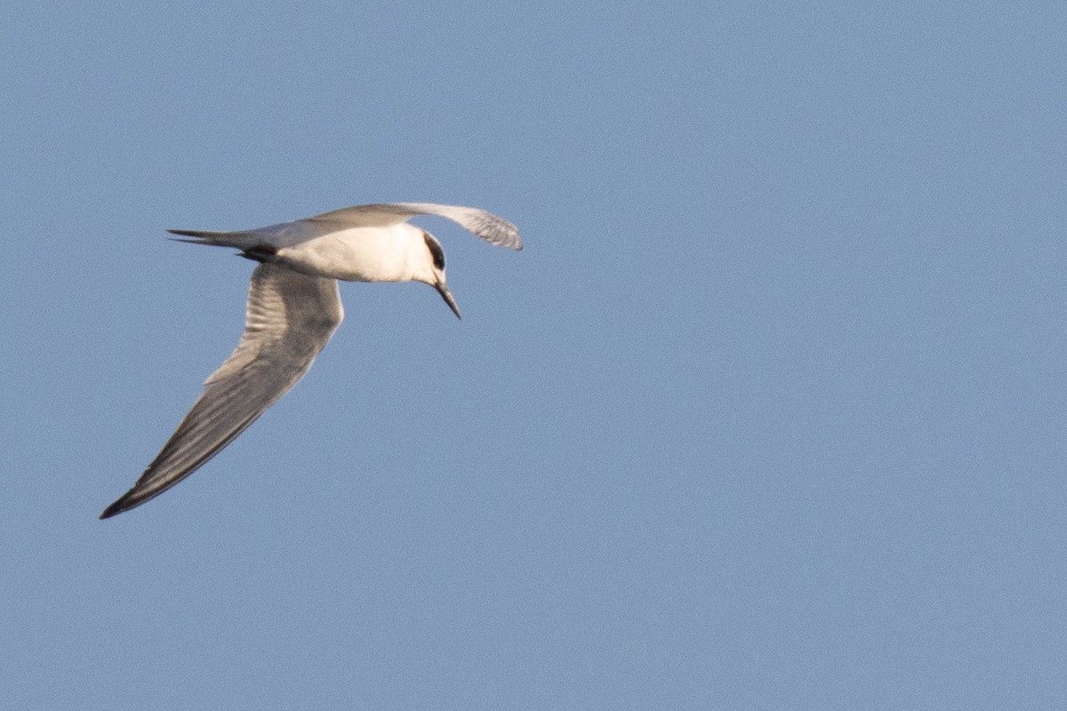 Forster's Tern - ML643499289