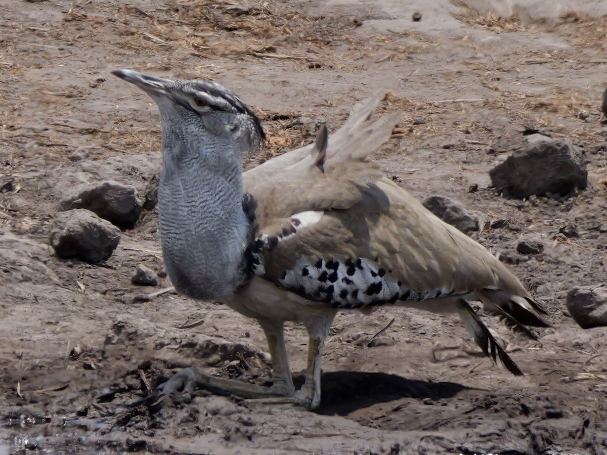Kori Bustard - ML643499292