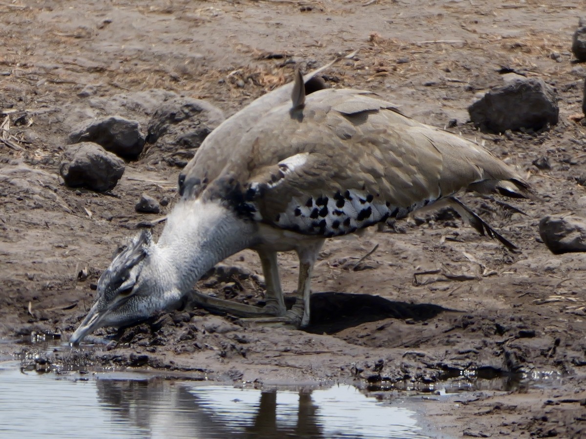 Kori Bustard - ML643499293