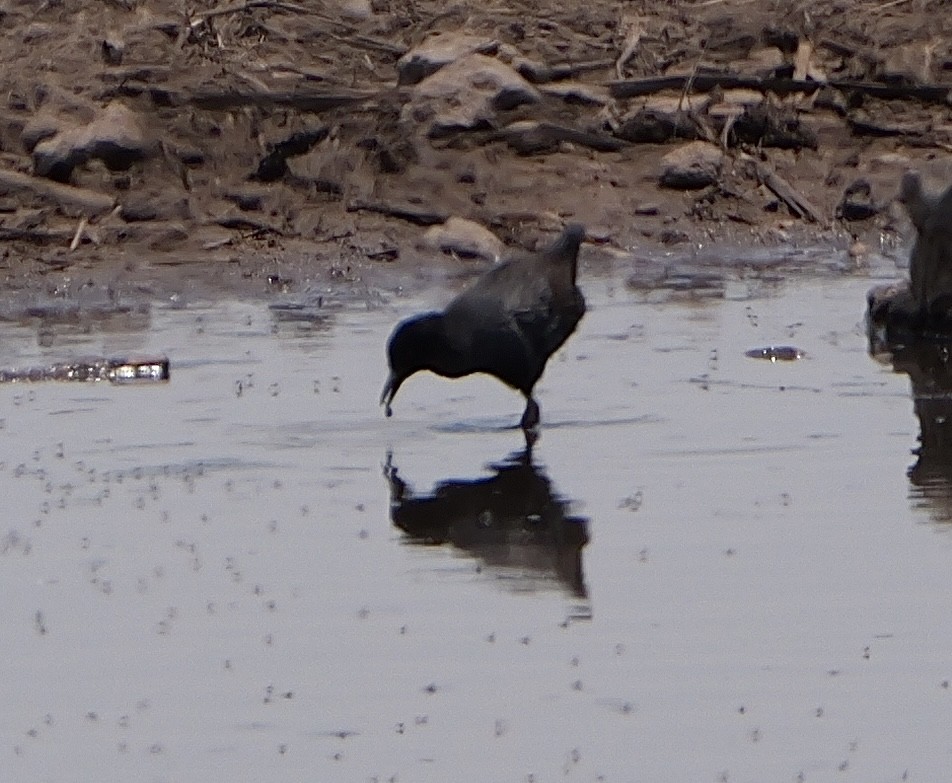 Black Crake - ML643499312
