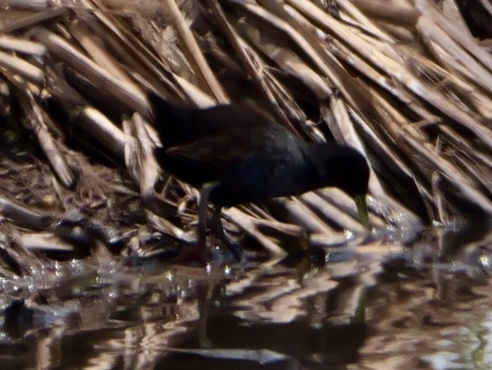Black Crake - ML643499313