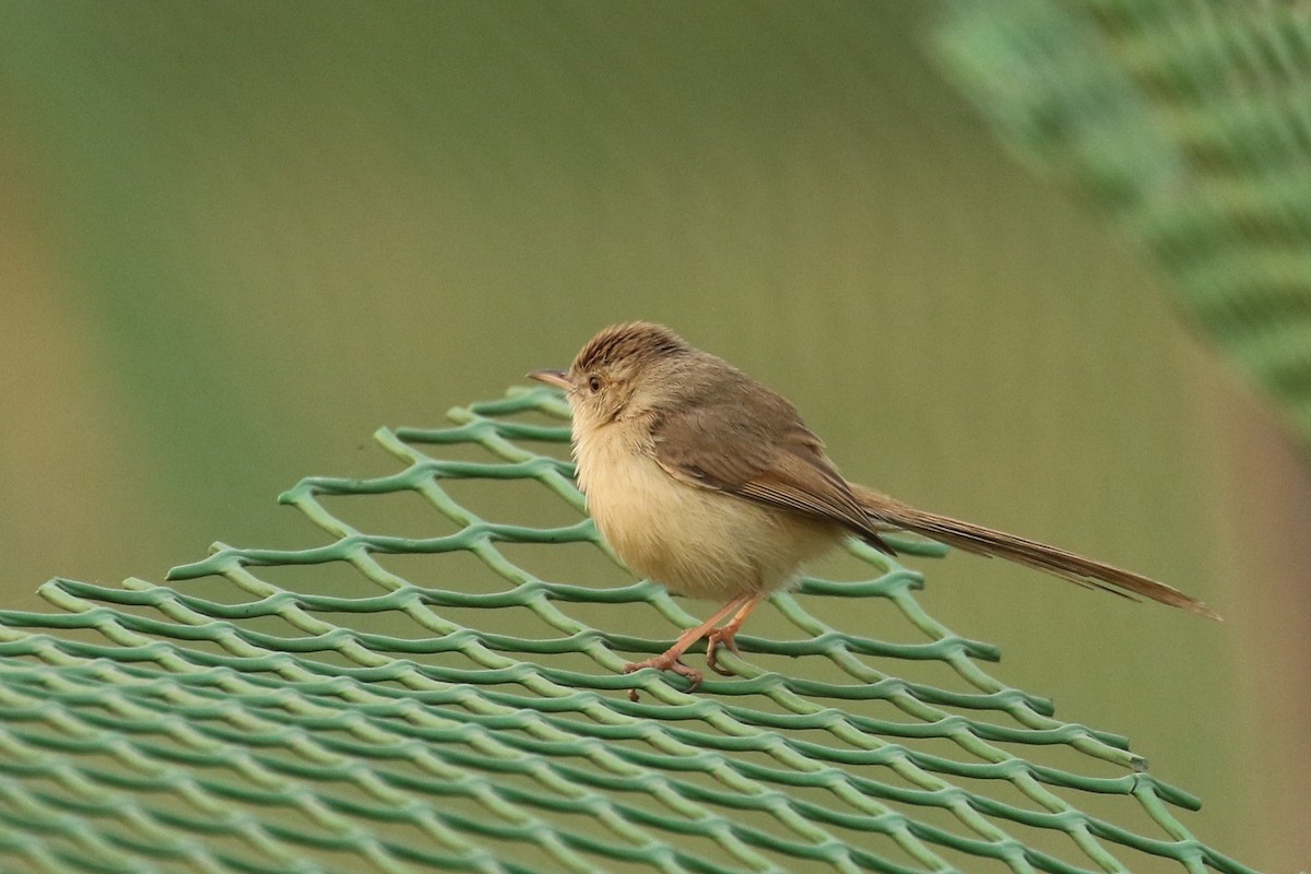 Plain Prinia - ML643499331