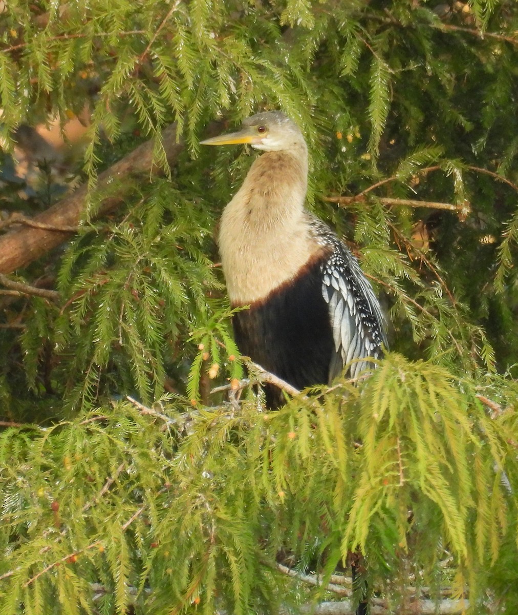 Anhinga d'Amérique - ML643499347