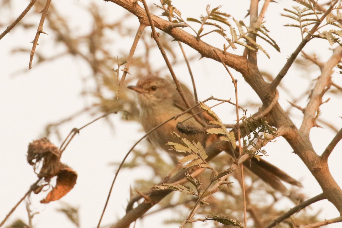 Plain Prinia - ML643499356