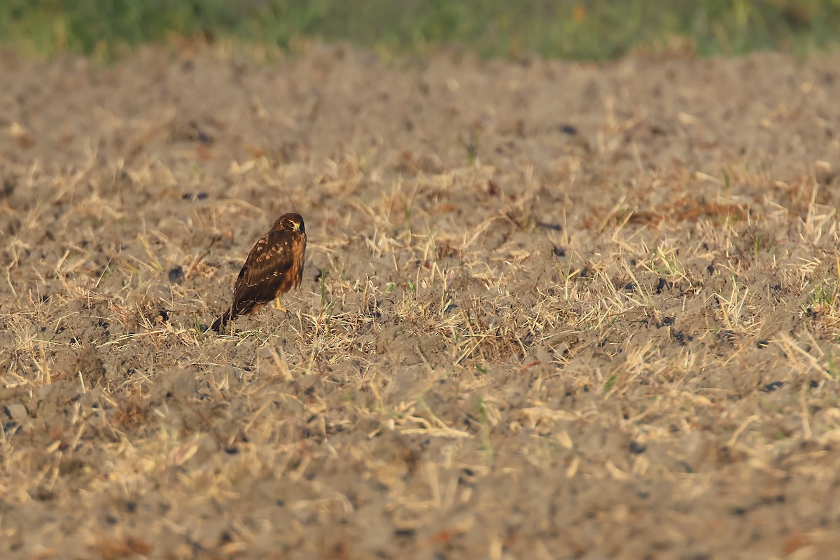 Northern Harrier - ML643499359