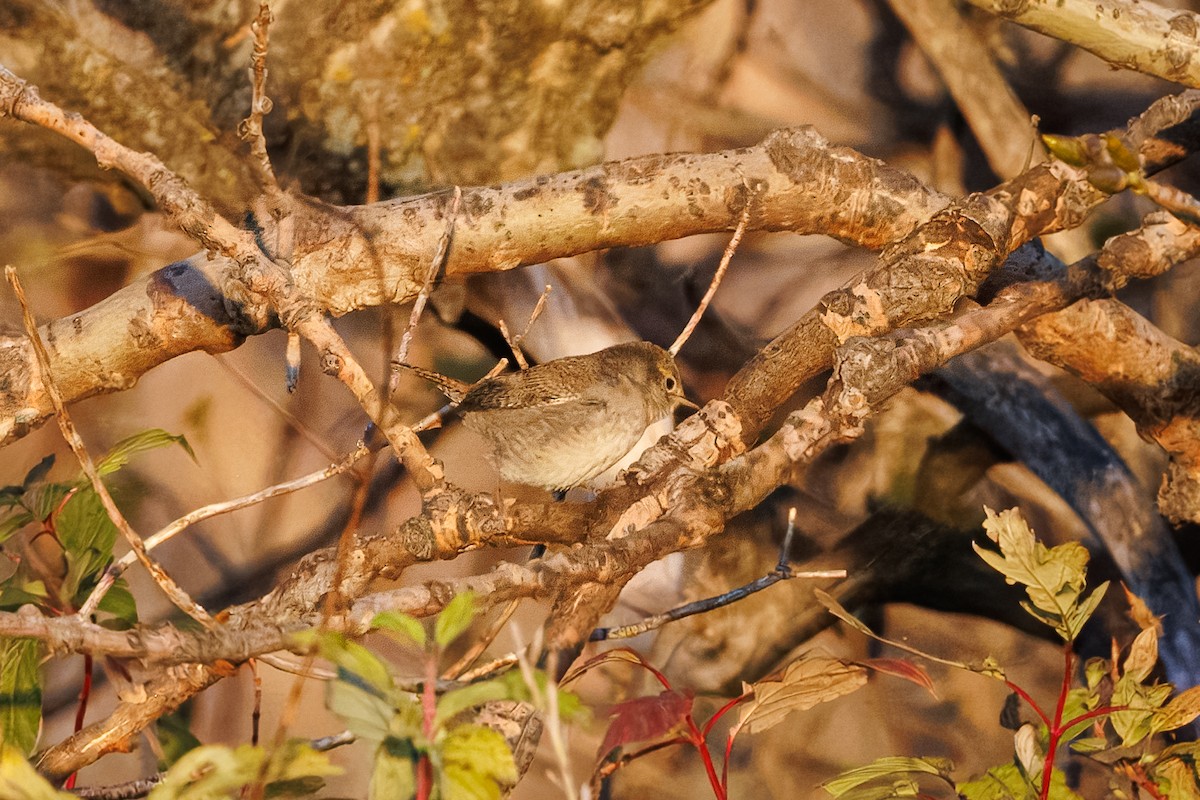 Northern House Wren - ML643499367