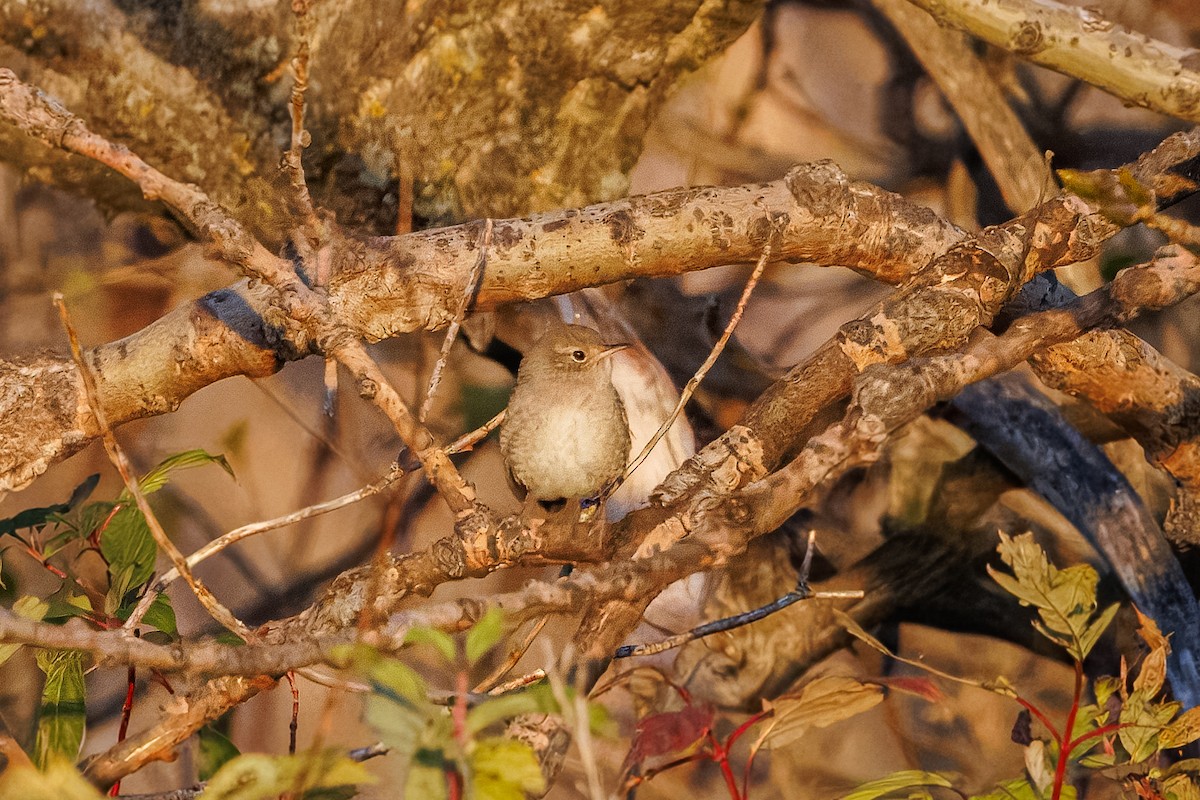 Northern House Wren - ML643499368