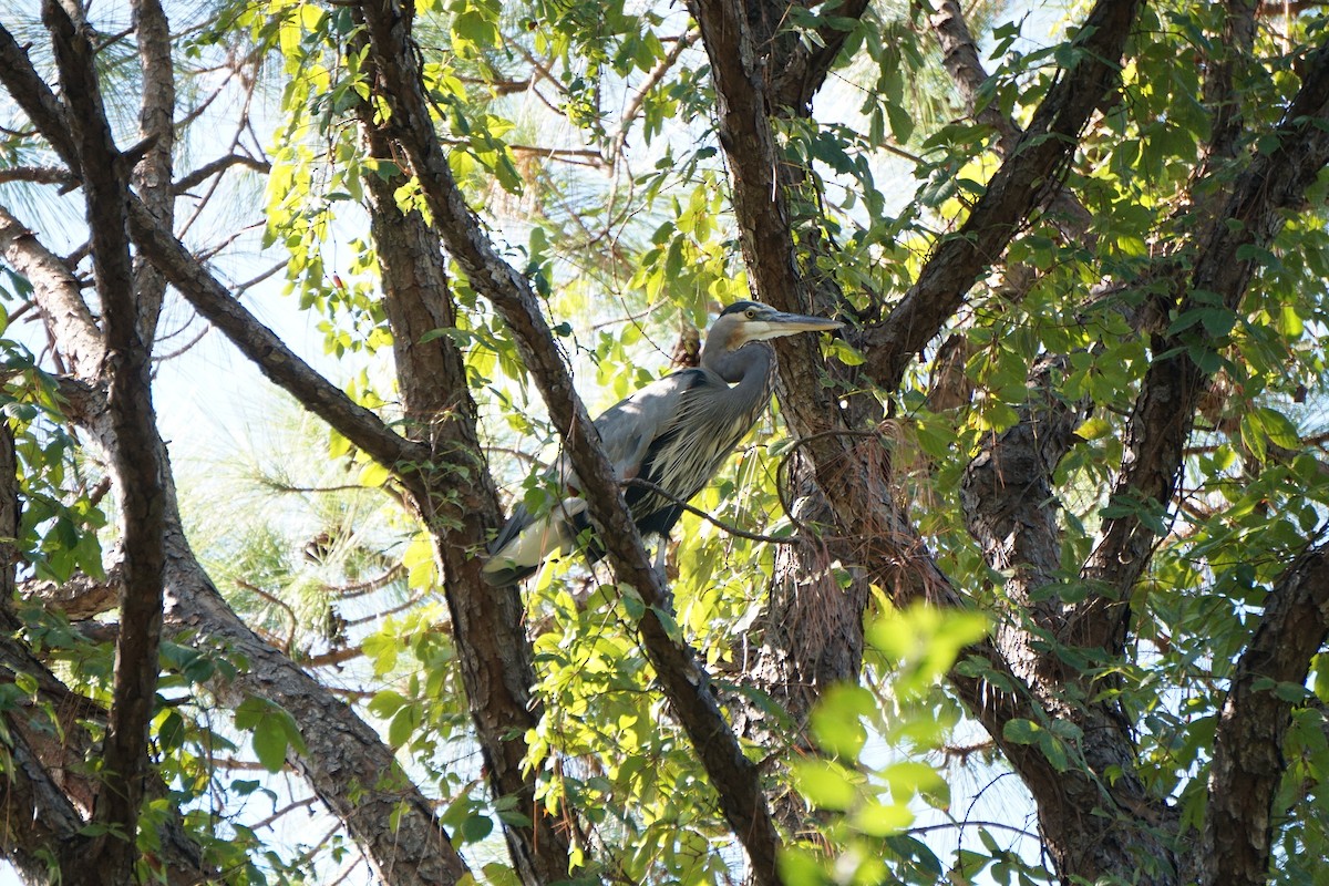 Great Blue Heron - ML643499407