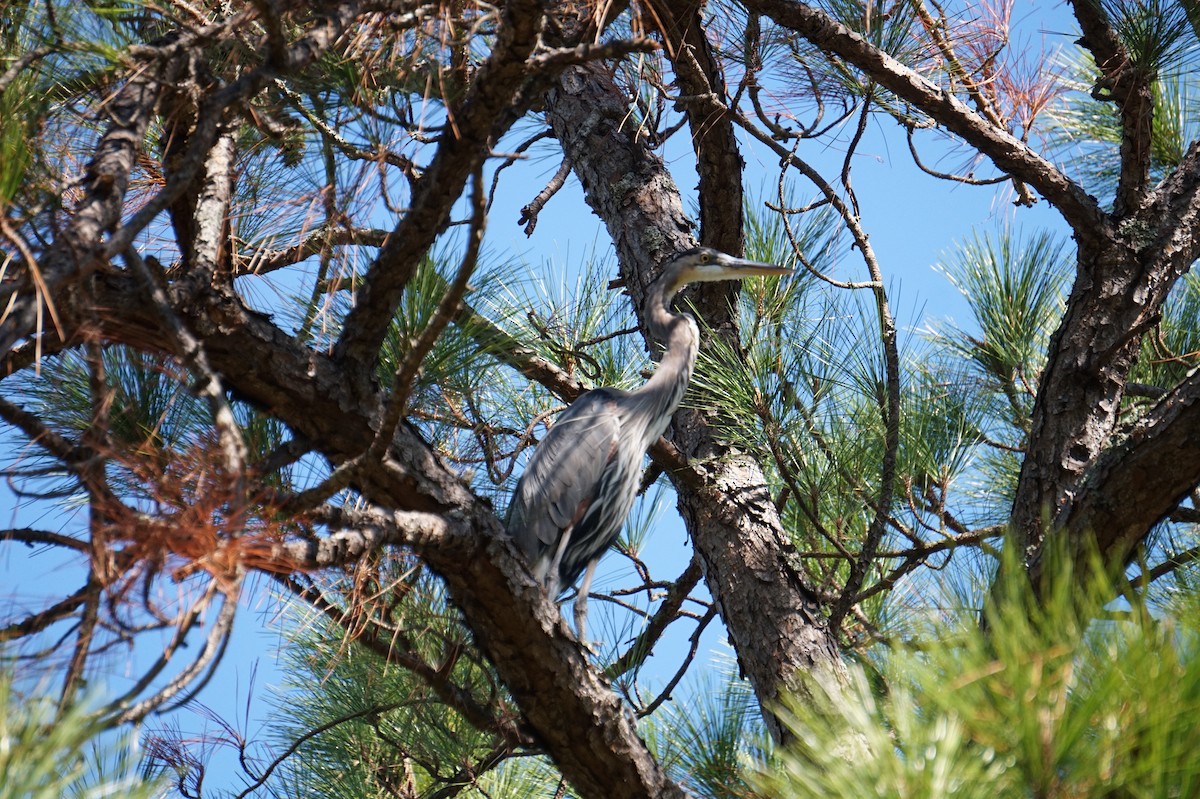 Great Blue Heron - ML643499410