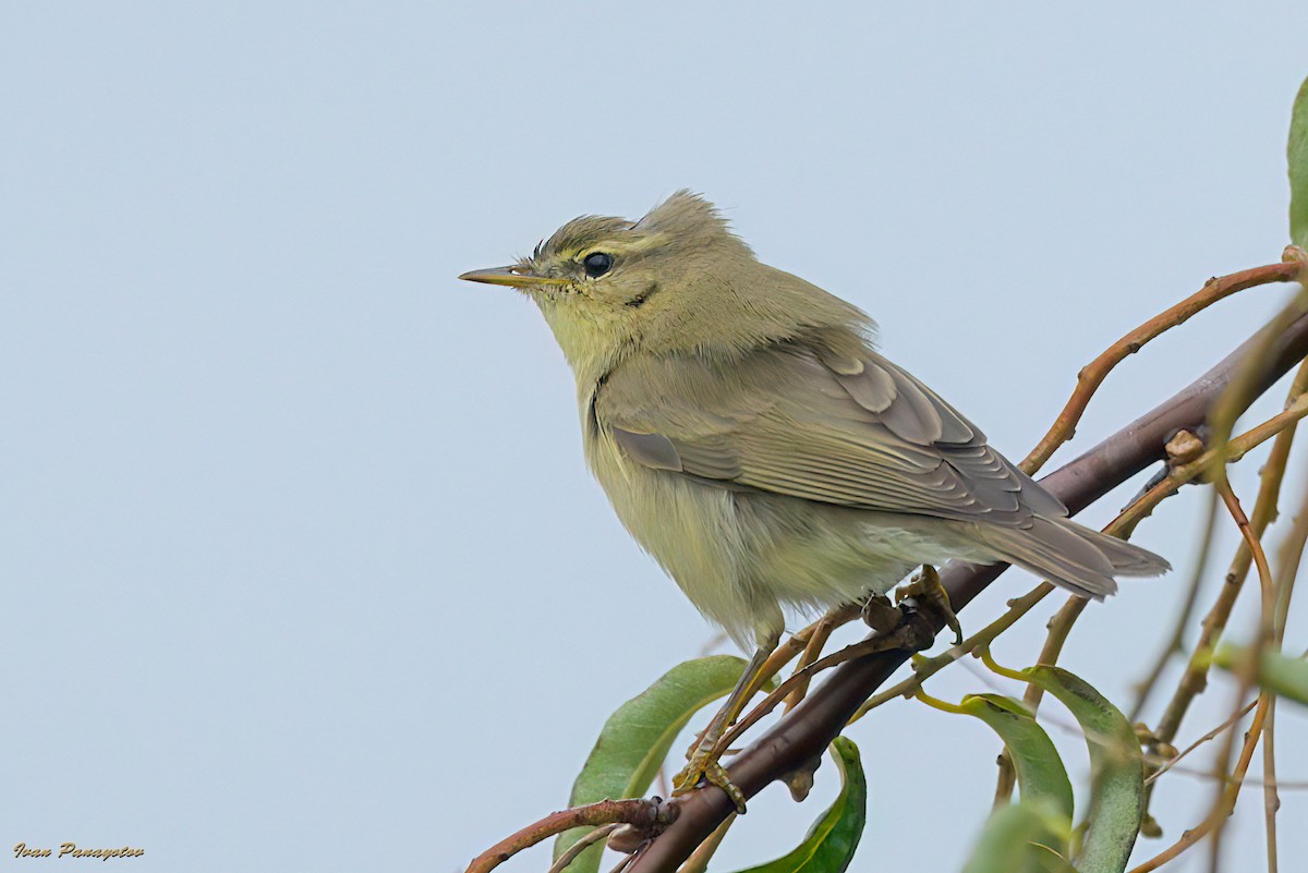 Willow Warbler - ML643499413