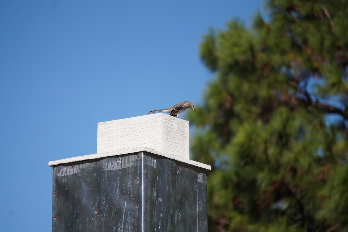 Northern Mockingbird - ML643499429