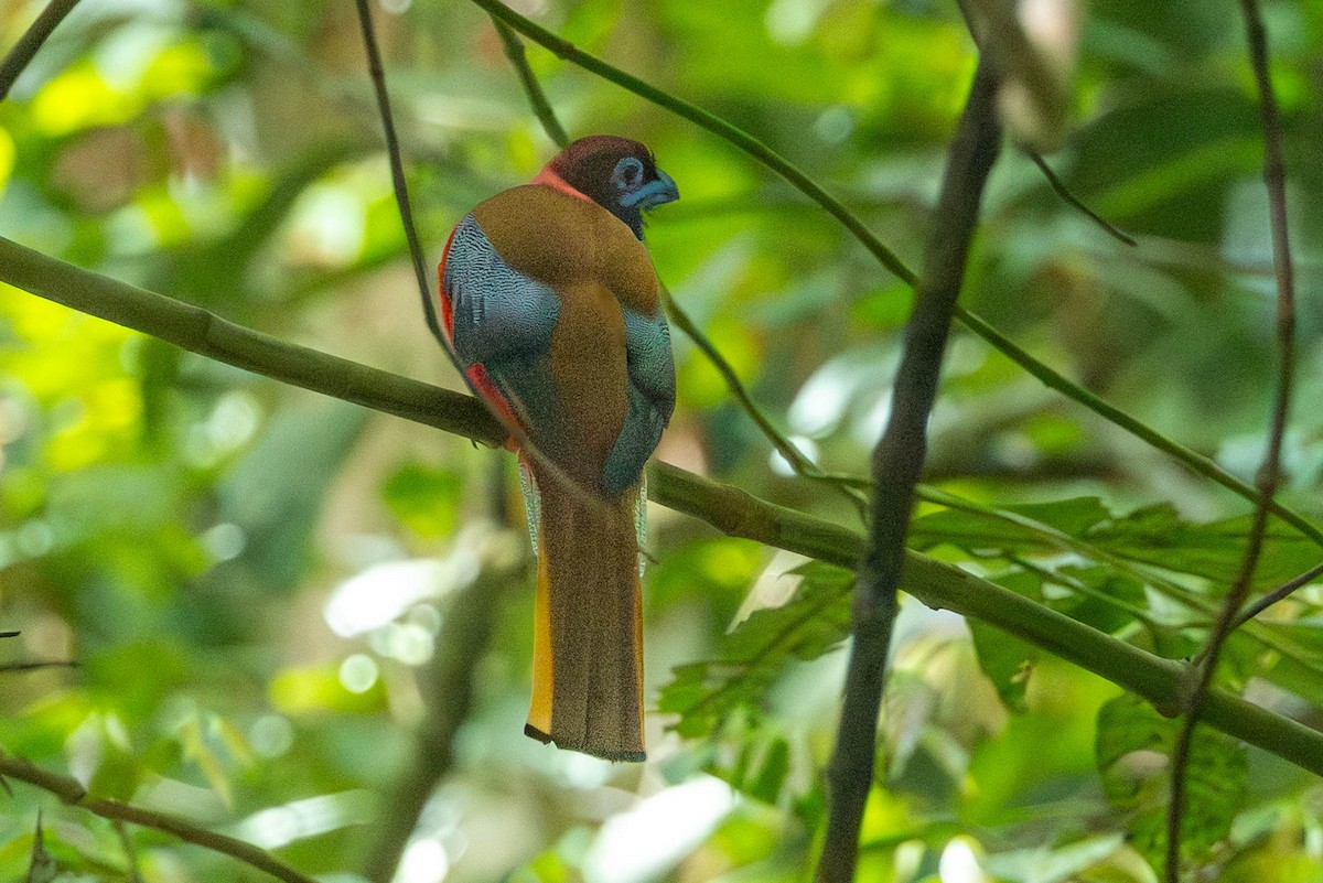 Diard's Trogon - ML643499437