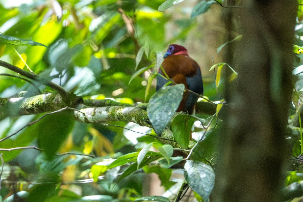 Diard's Trogon - ML643499438