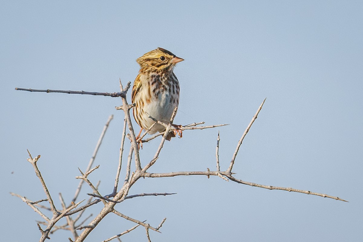 Savannah Sparrow - ML643499446
