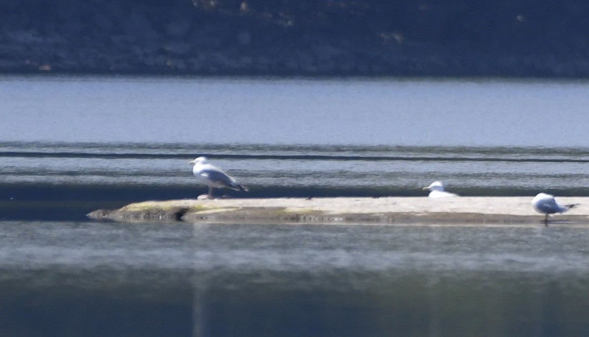 Gaviota Argéntea Americana - ML643499514