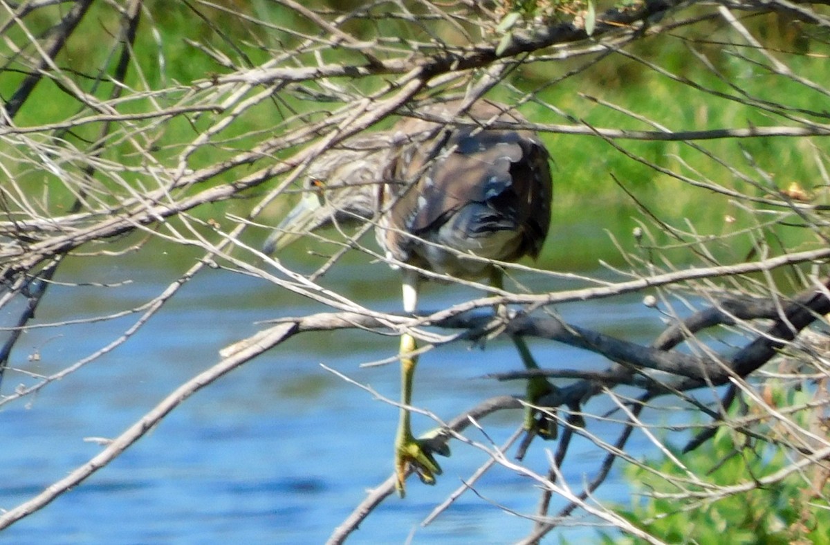 Yellow-crowned Night Heron - ML643499530