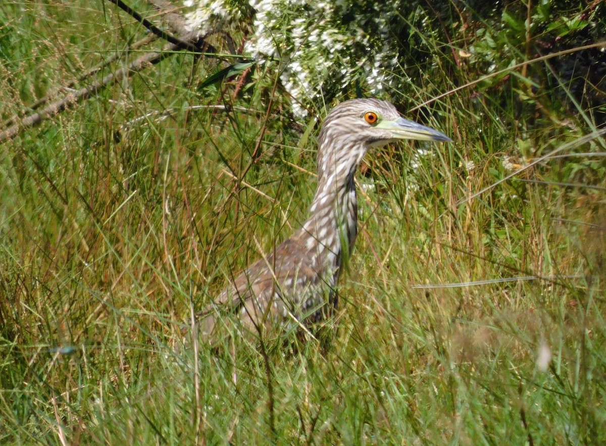 Yellow-crowned Night Heron - ML643499531