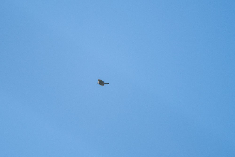 Sharp-shinned Hawk - ML643499539