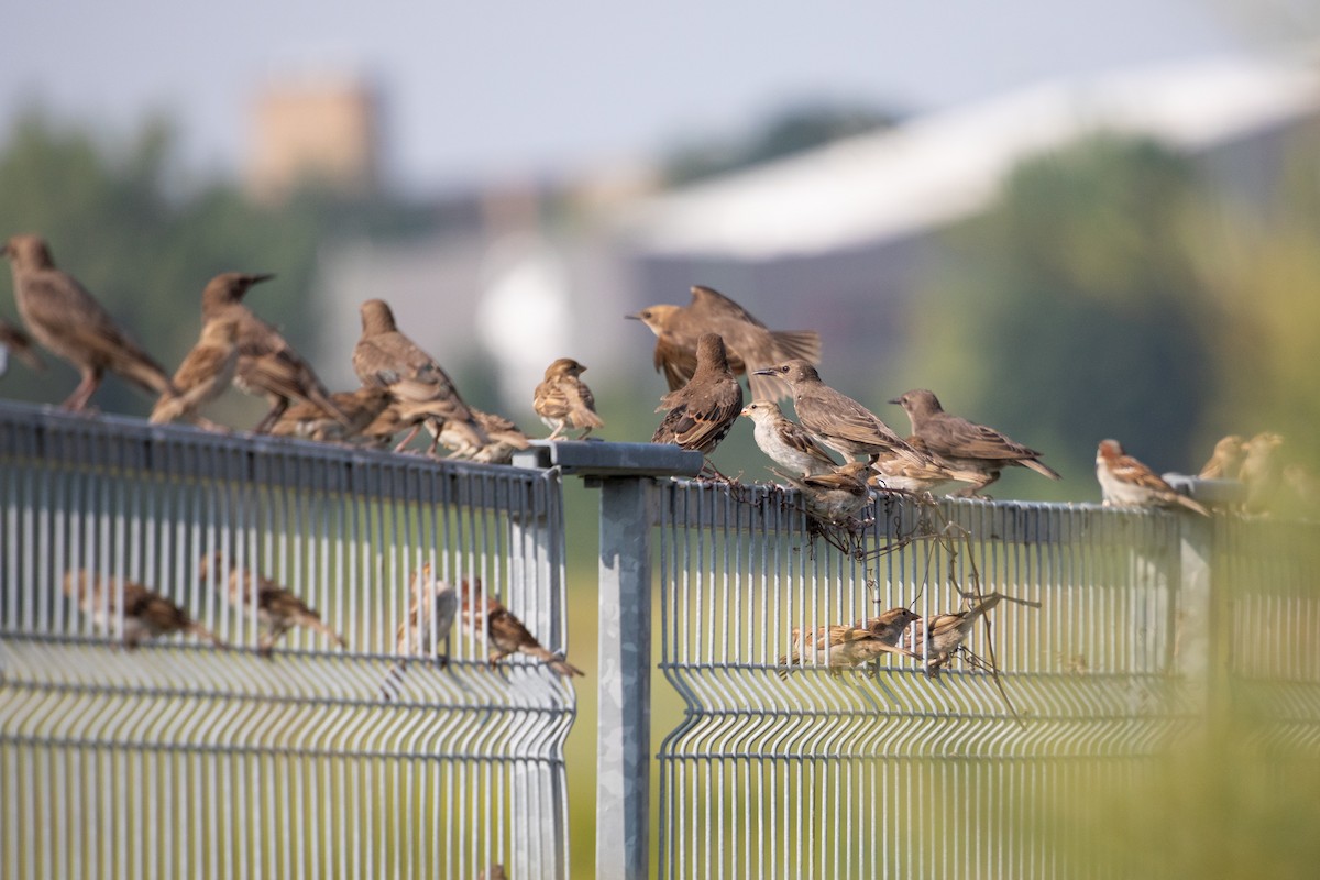 European Starling - ML643499559