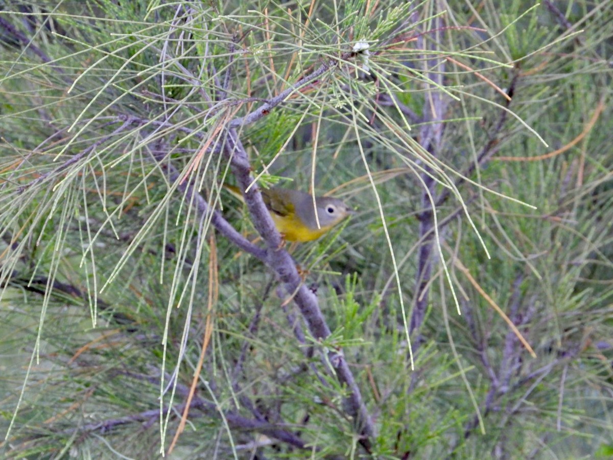 Nashville Warbler - ML643499560