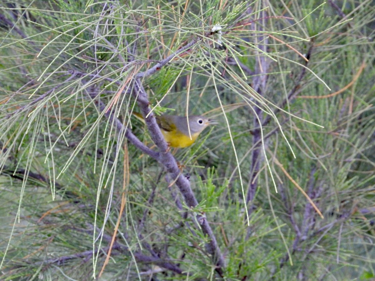 Nashville Warbler - ML643499561