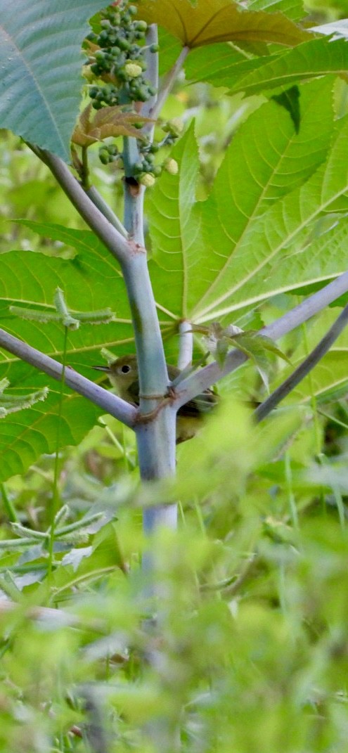 Nashville Warbler - ML643499563