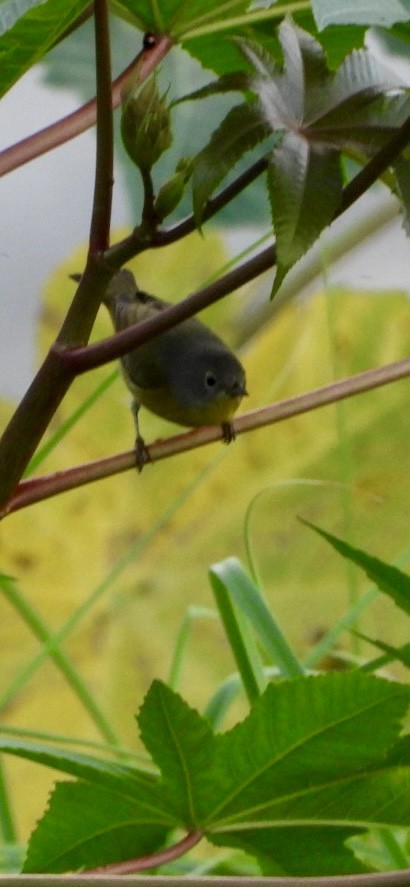 Nashville Warbler - ML643499564