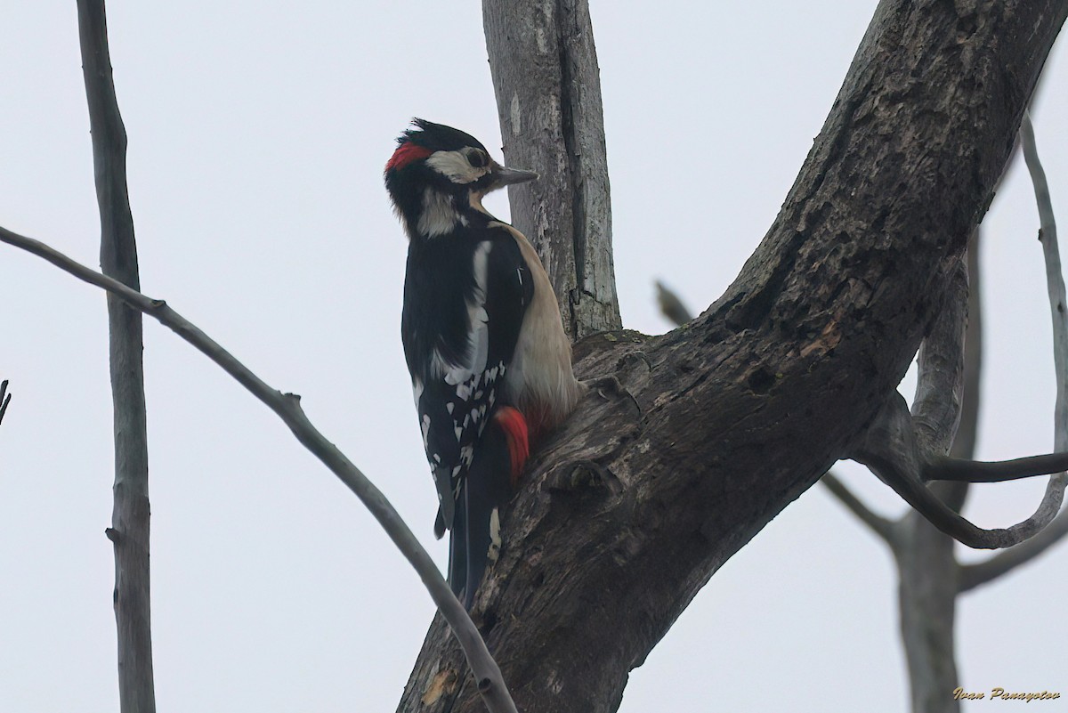 Great Spotted Woodpecker - ML643499565