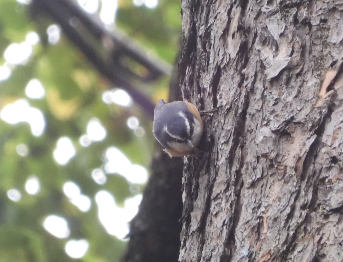 Red-breasted Nuthatch - ML643499566