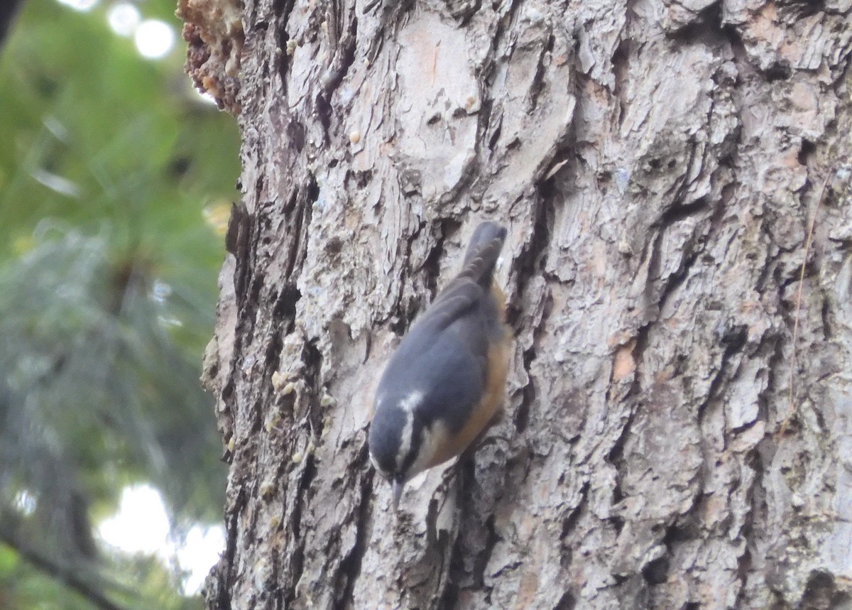 Red-breasted Nuthatch - ML643499568