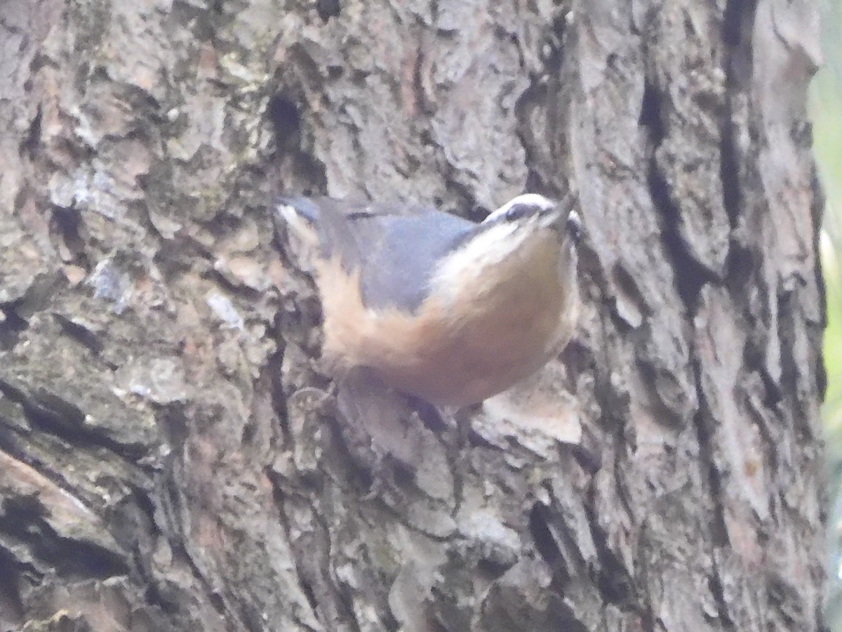Red-breasted Nuthatch - ML643499569