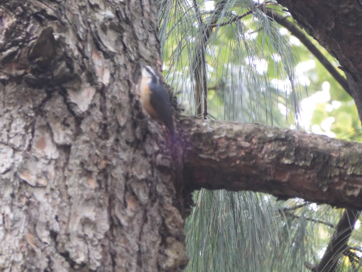 Red-breasted Nuthatch - ML643499571