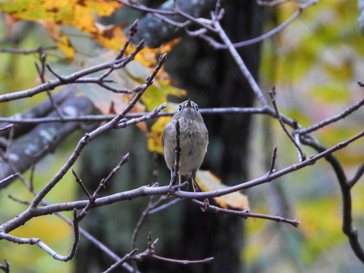 Ruby-crowned Kinglet - ML643499574
