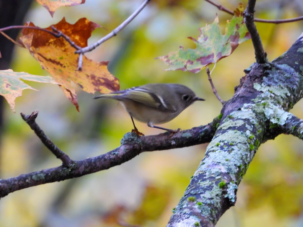 Ruby-crowned Kinglet - ML643499575