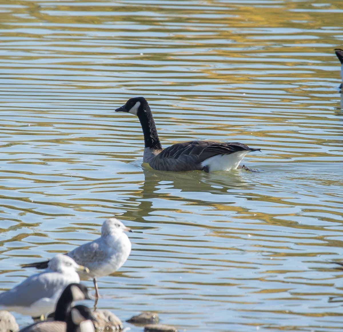 Cackling Goose - ML643499576