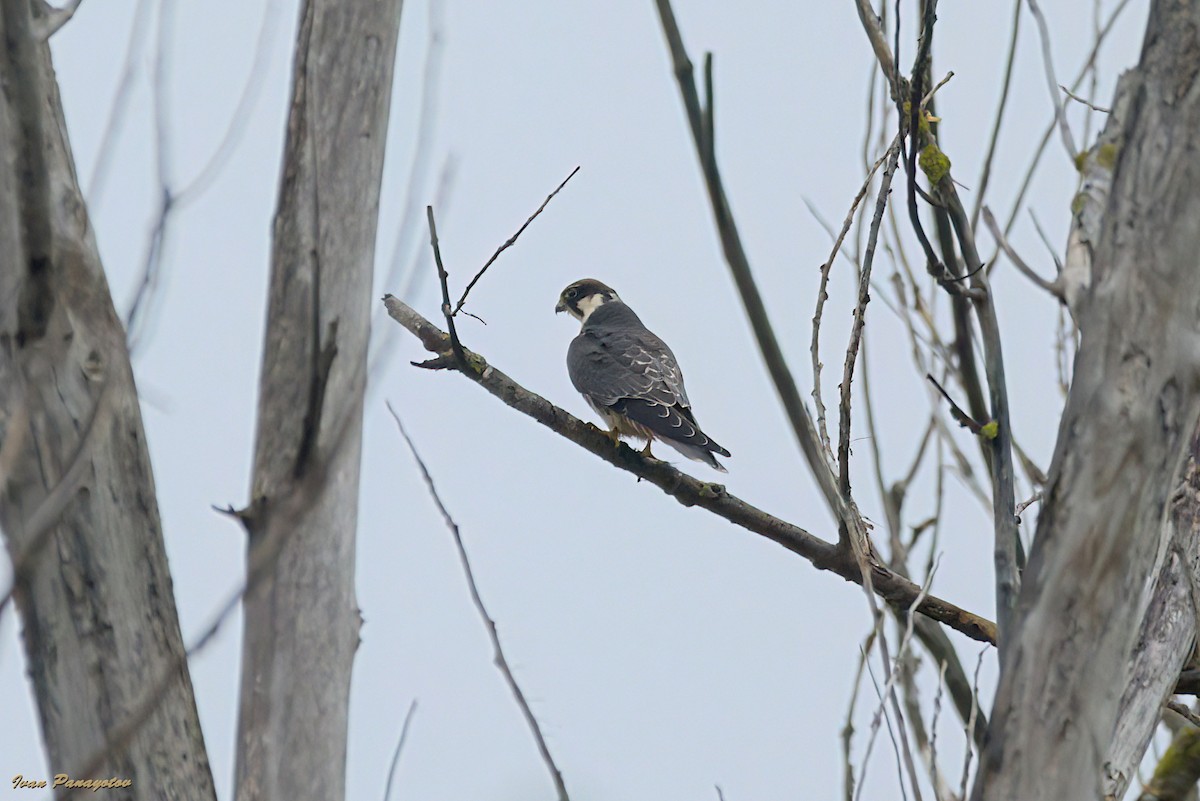 Eurasian Hobby - ML643499577