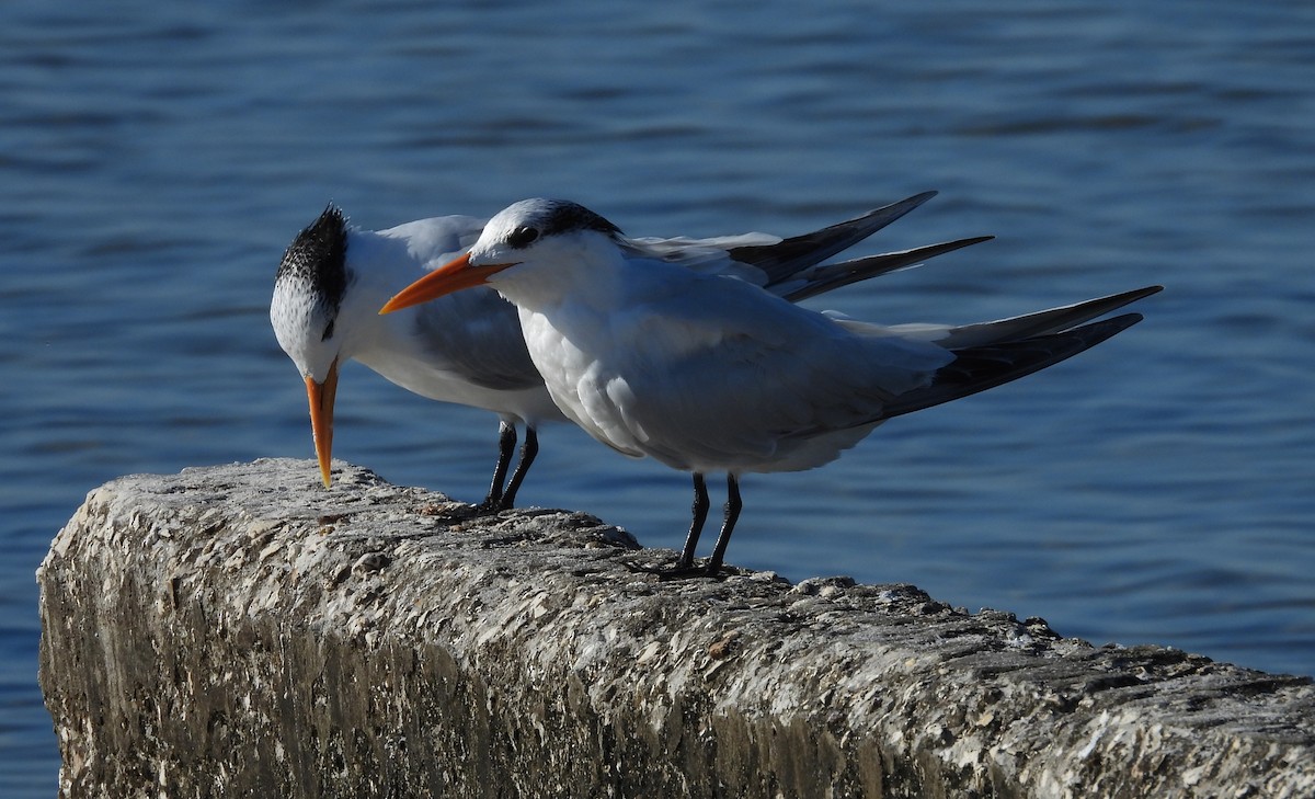 Royal Tern - ML643499578