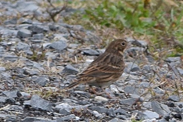 Vesper Sparrow - ML643499579