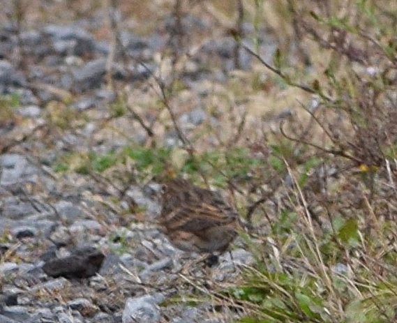 Vesper Sparrow - ML643499580