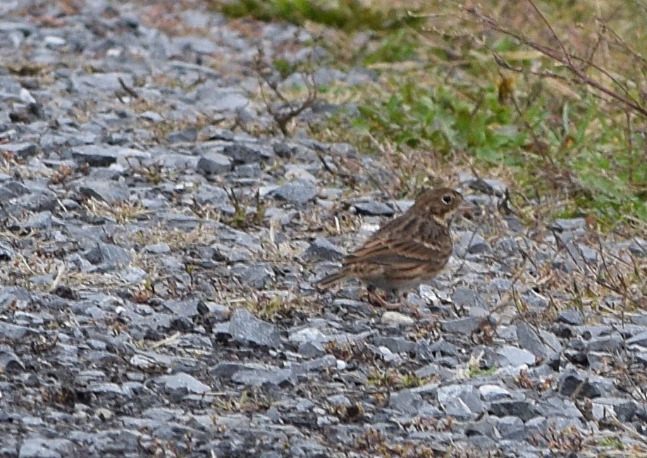 Vesper Sparrow - ML643499581