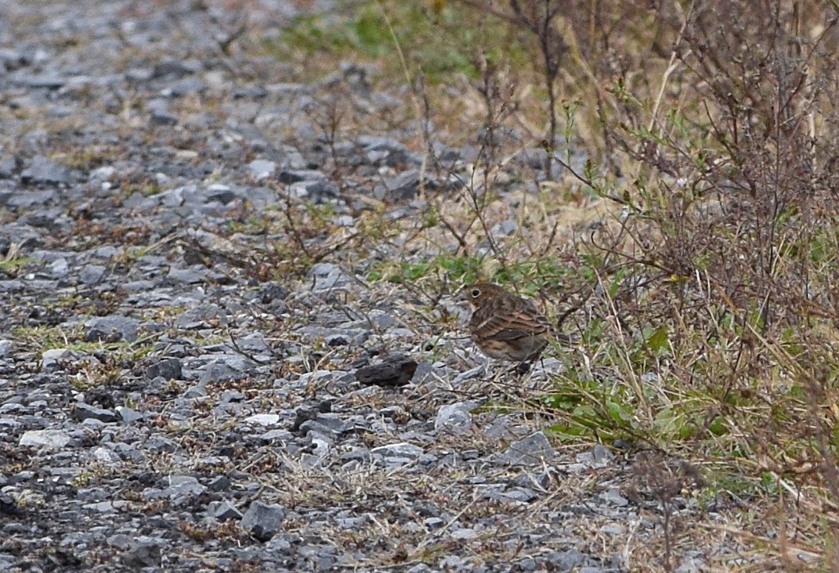 Vesper Sparrow - ML643499582