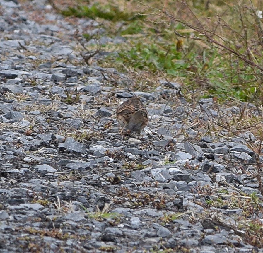 Vesper Sparrow - ML643499583