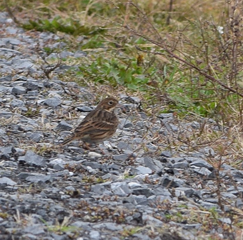 Vesper Sparrow - ML643499584