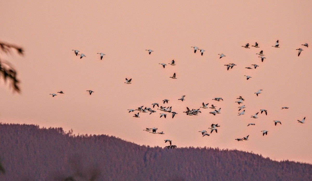 Snow Goose - ML643499586