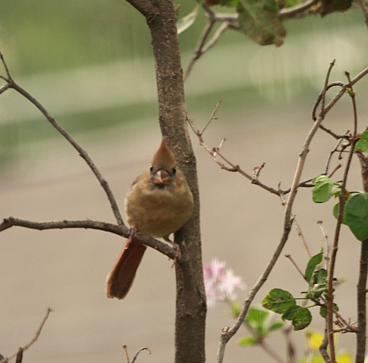 Northern Cardinal - ML643499587
