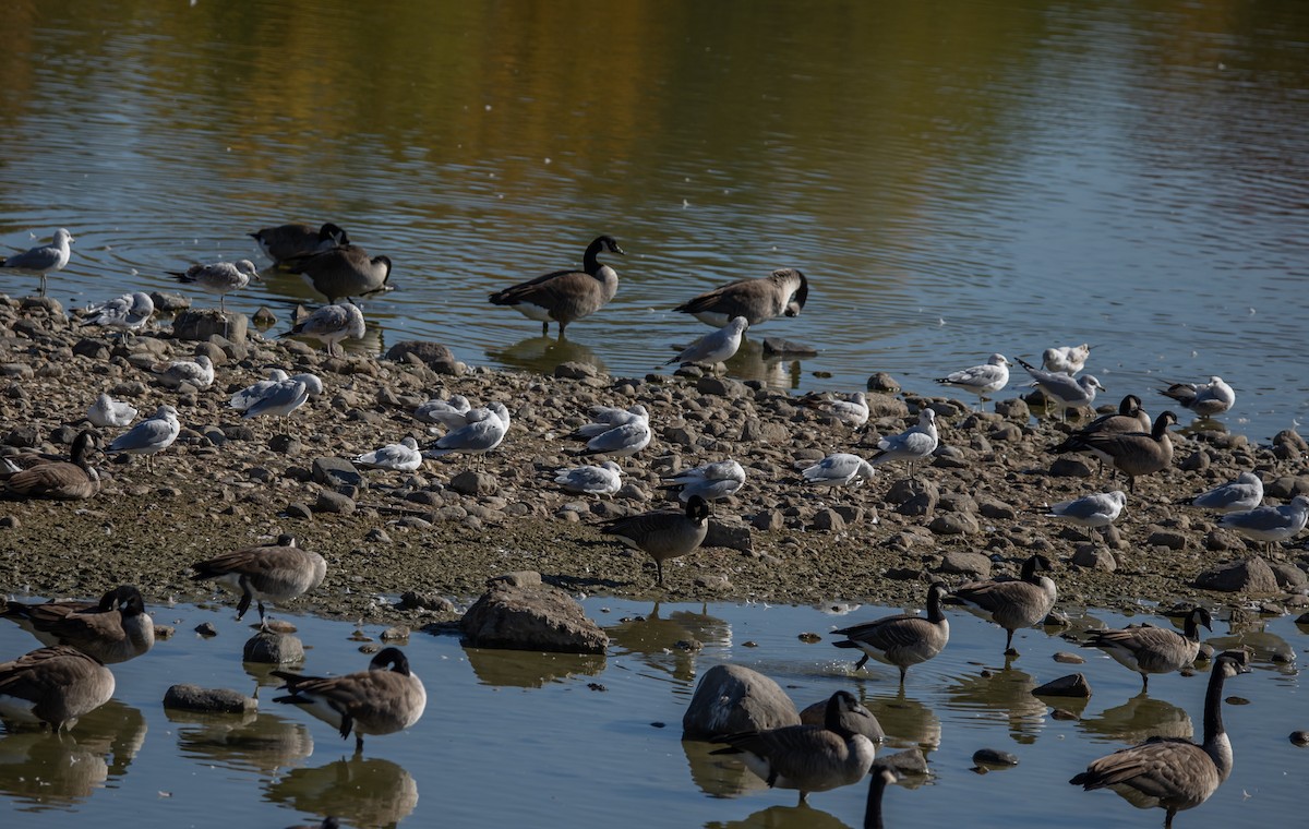 Ring-billed Gull - ML643499589