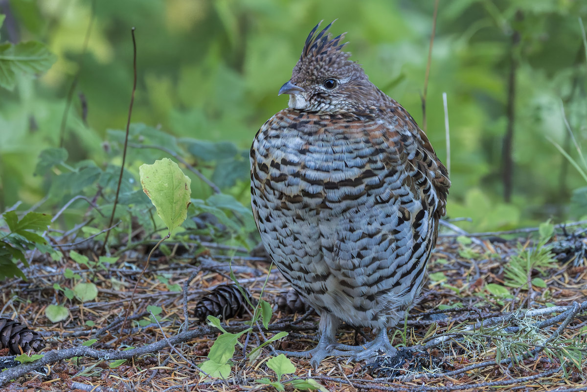 Ruffed Grouse - ML643499590