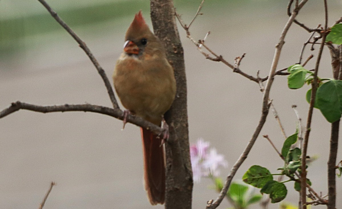 Northern Cardinal - ML643499591