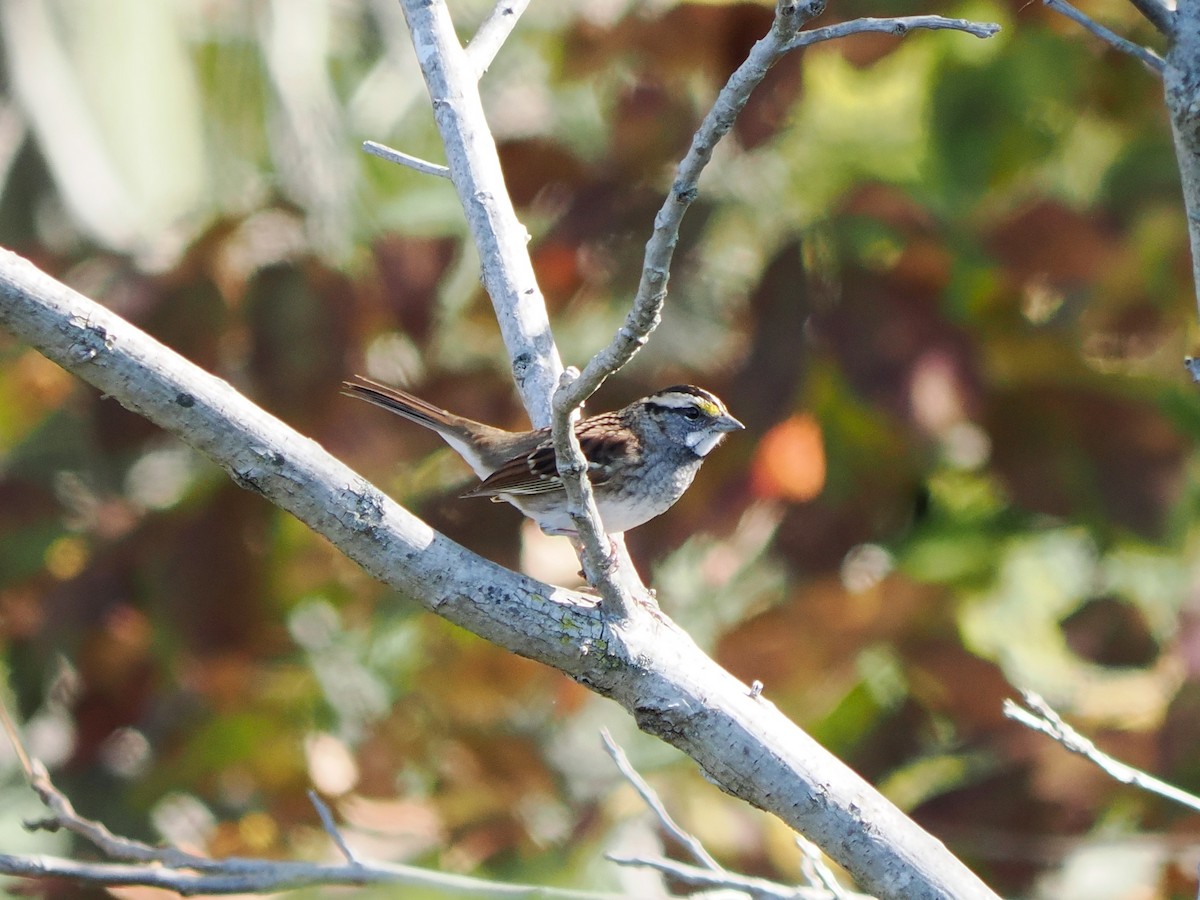 White-throated Sparrow - ML643499592