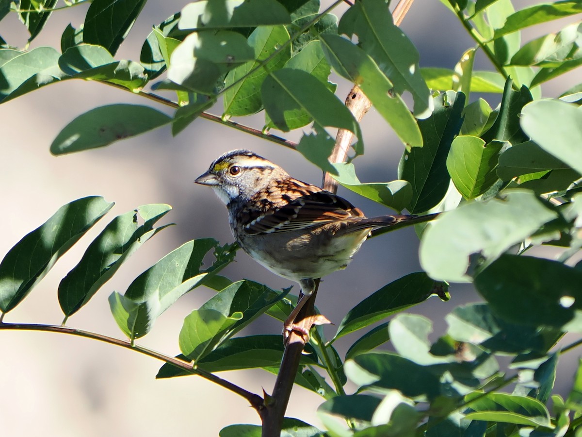 White-throated Sparrow - ML643499593